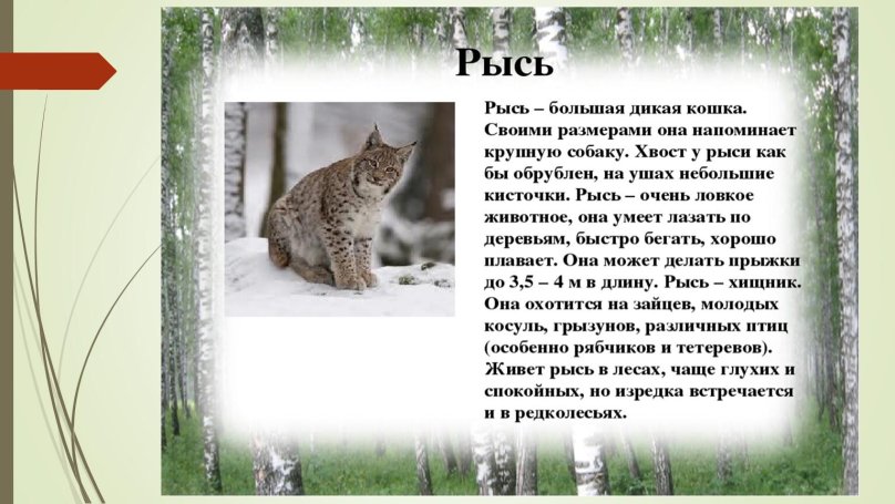 Рысь красная книга Брянской области