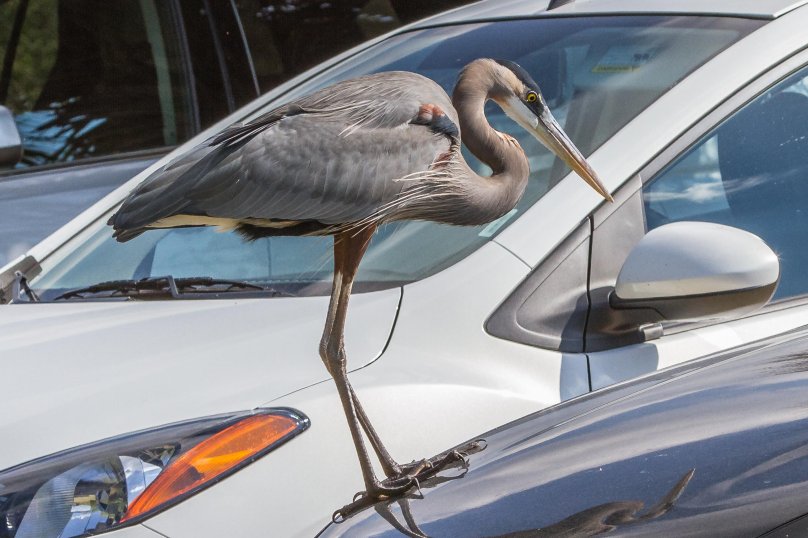 Машина с крыльями