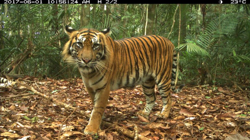 Золотой суматранский тигр