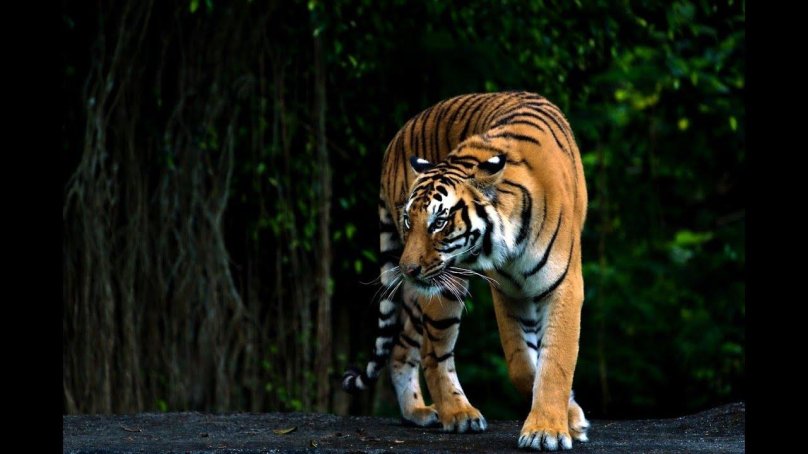 Бенгальский тигр