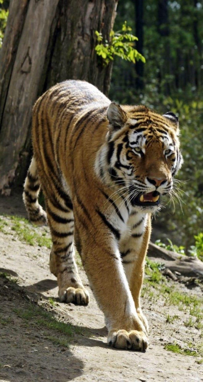 Земля тигров 1985