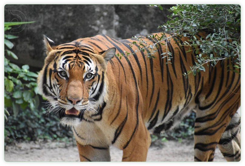 Тайгер тигр