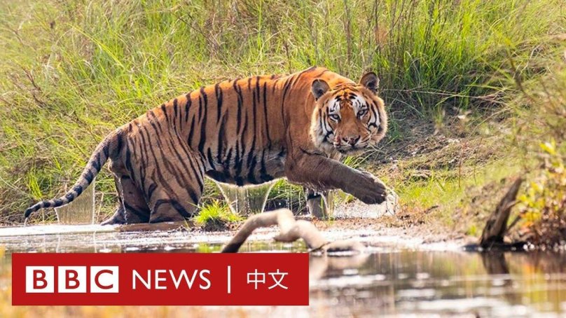 Тигр атакует