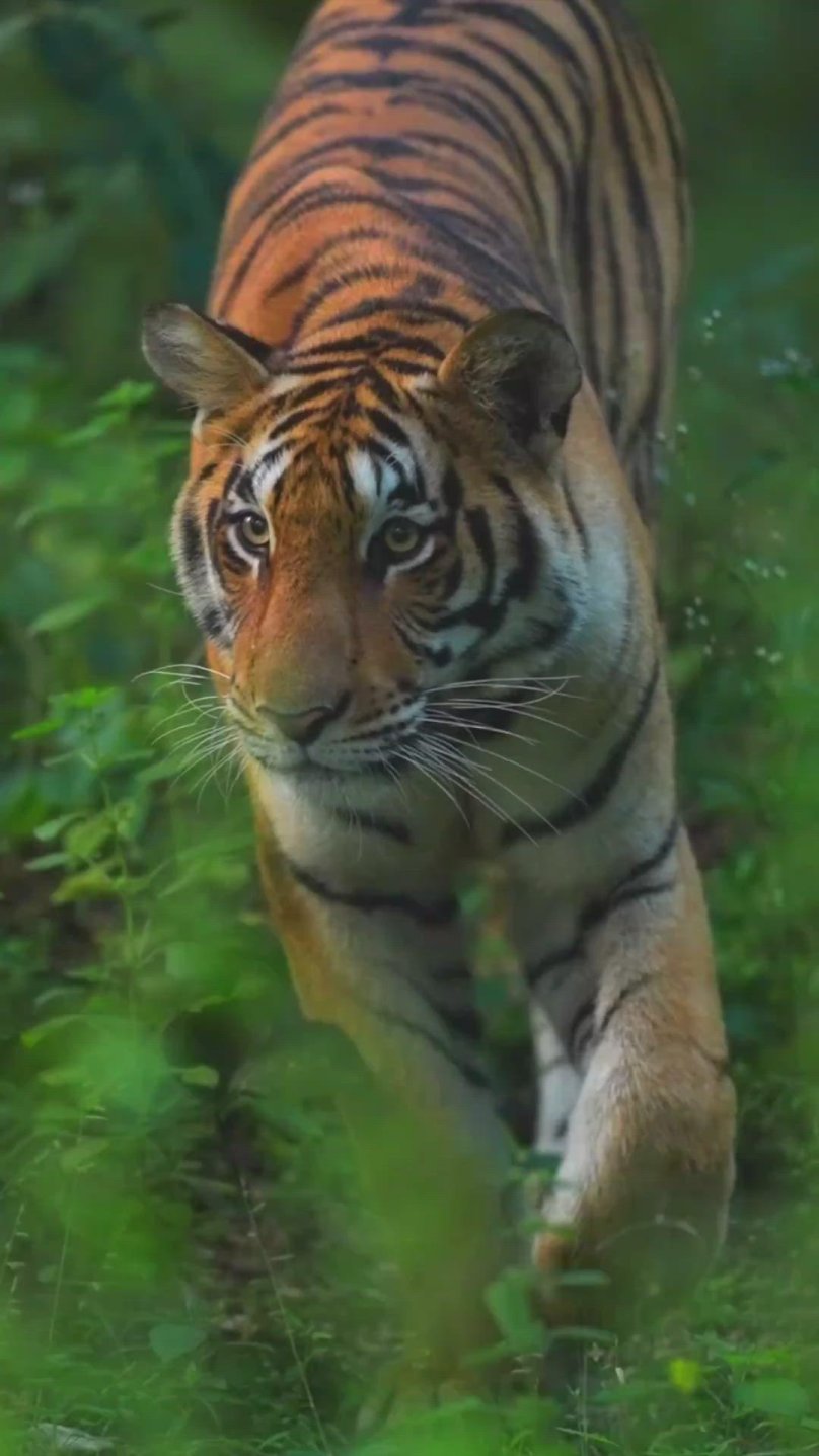 Тигр животное