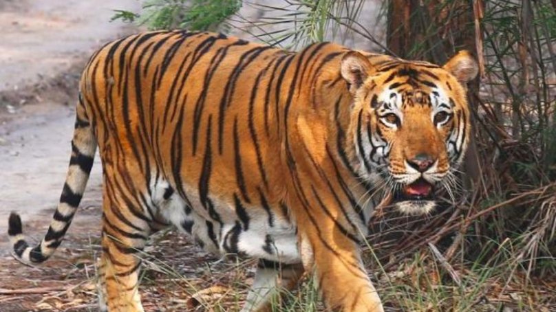 Взрослый тигр