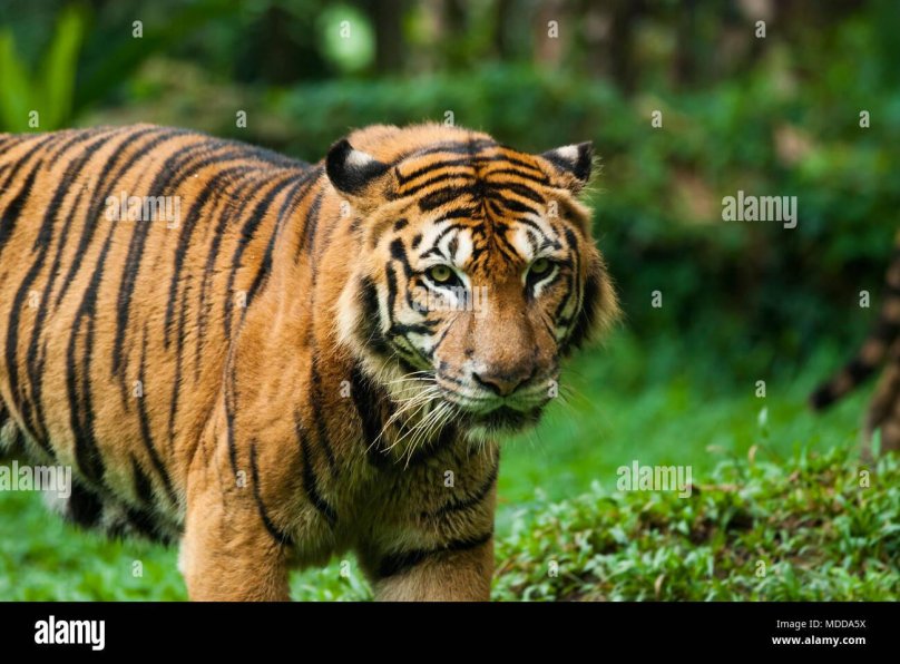 Малайский тигр