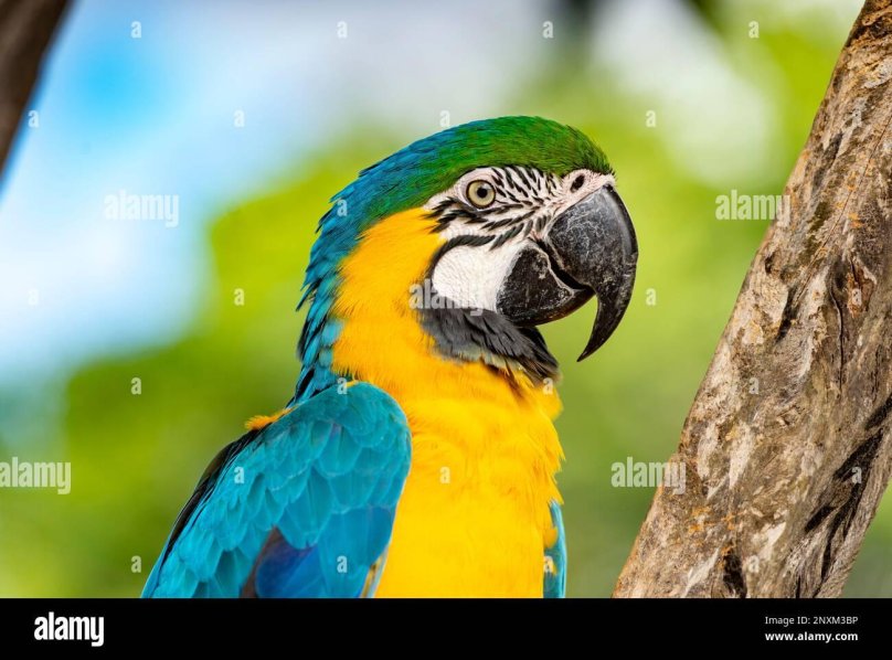 Сенегальский длиннокрылый попугай