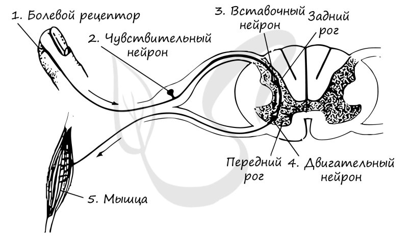 Схема простейшего рефлекторной дуги