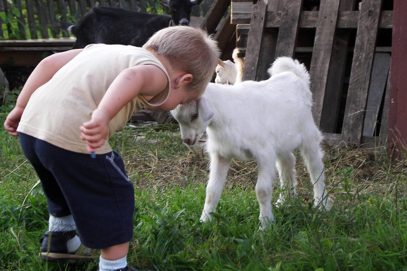 Козлики бодаются