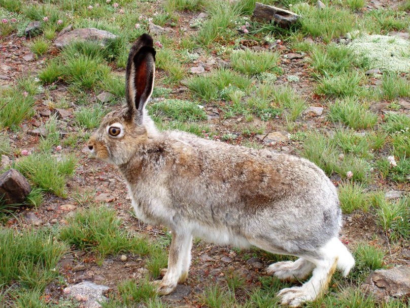 Капский заяц