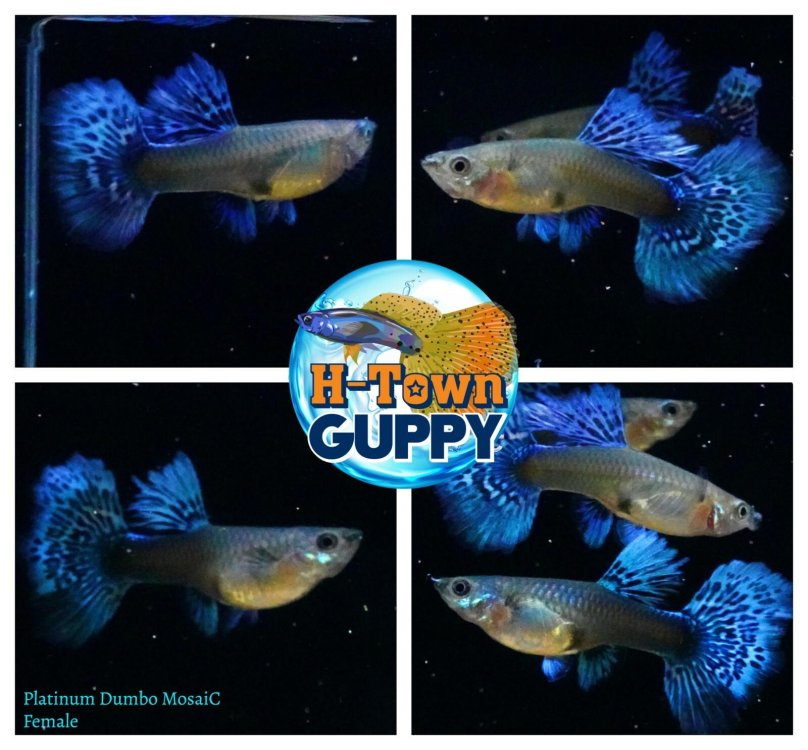 Гуппи Дамбо мозаика