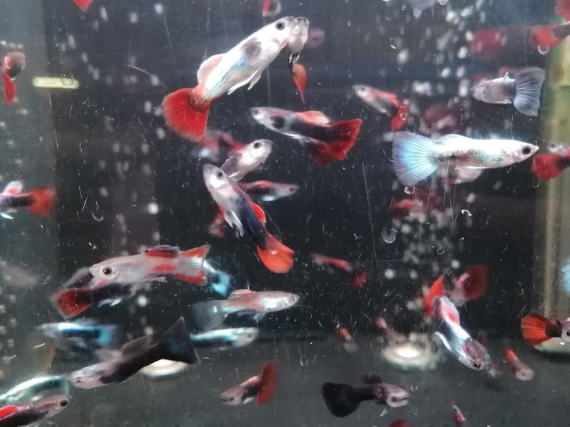 Гуппи Московская алая