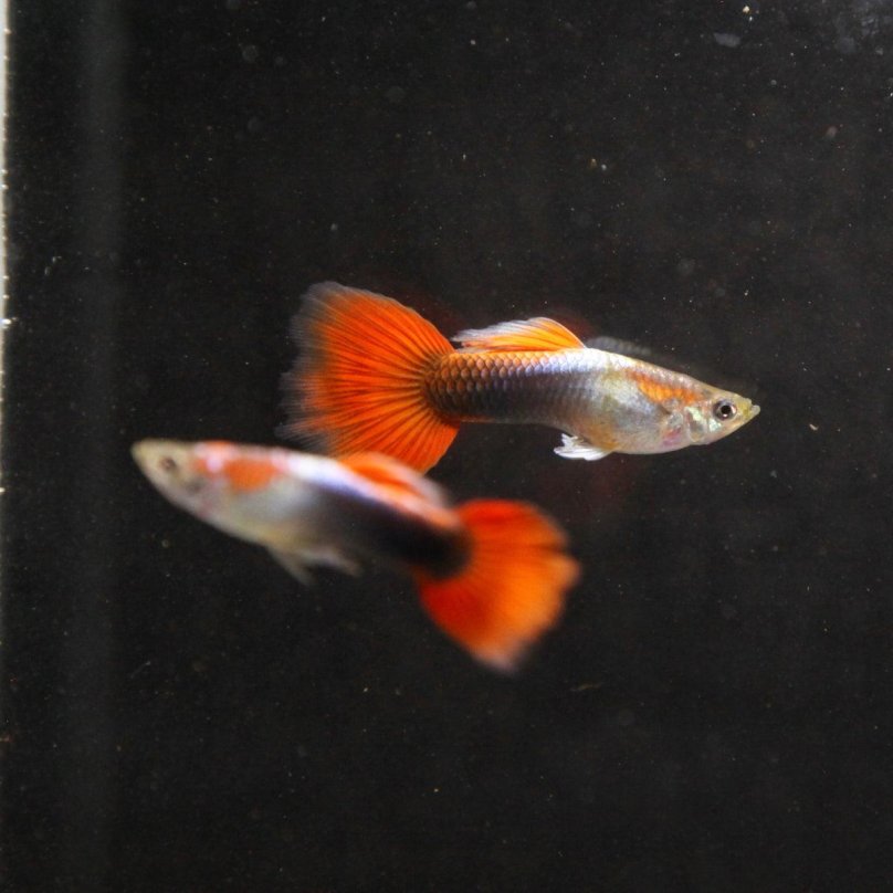 Пецилия тукседо голубая