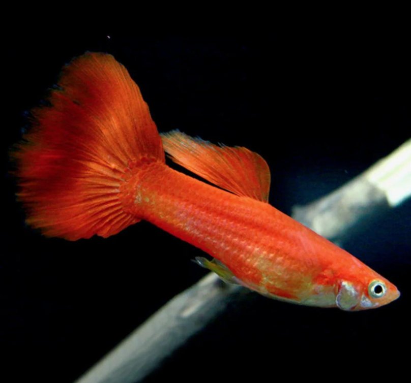 Гуппи Московская красная