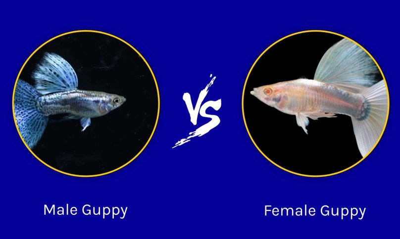 Гуппи альбинос