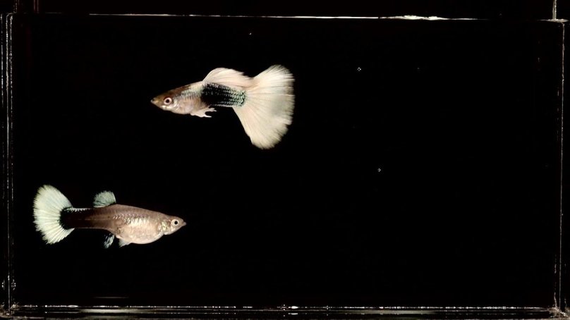 Гуппи канадцы