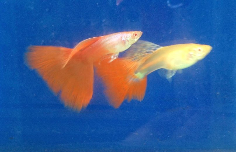 Giggly Guppy перевод