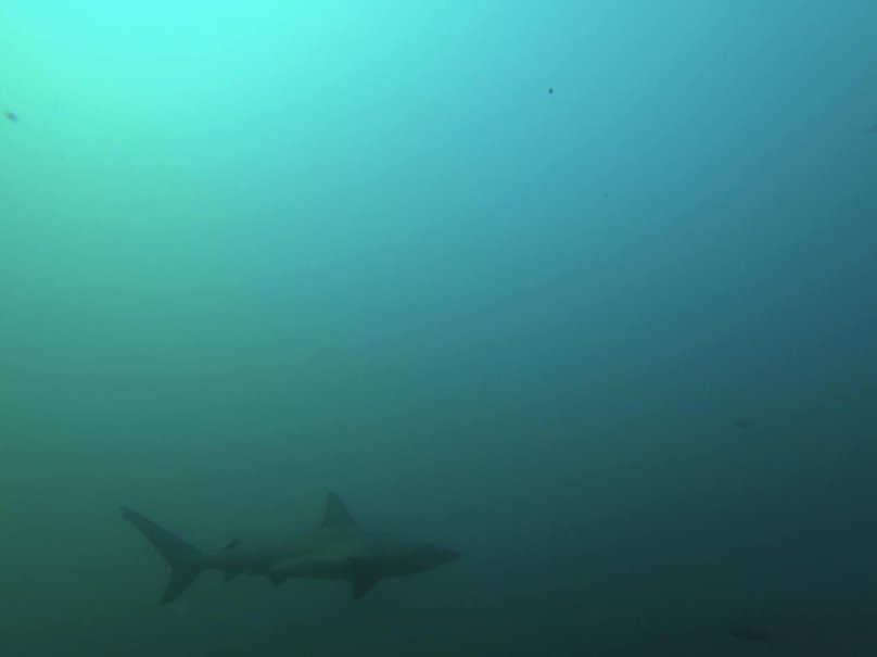 Акула в пещере