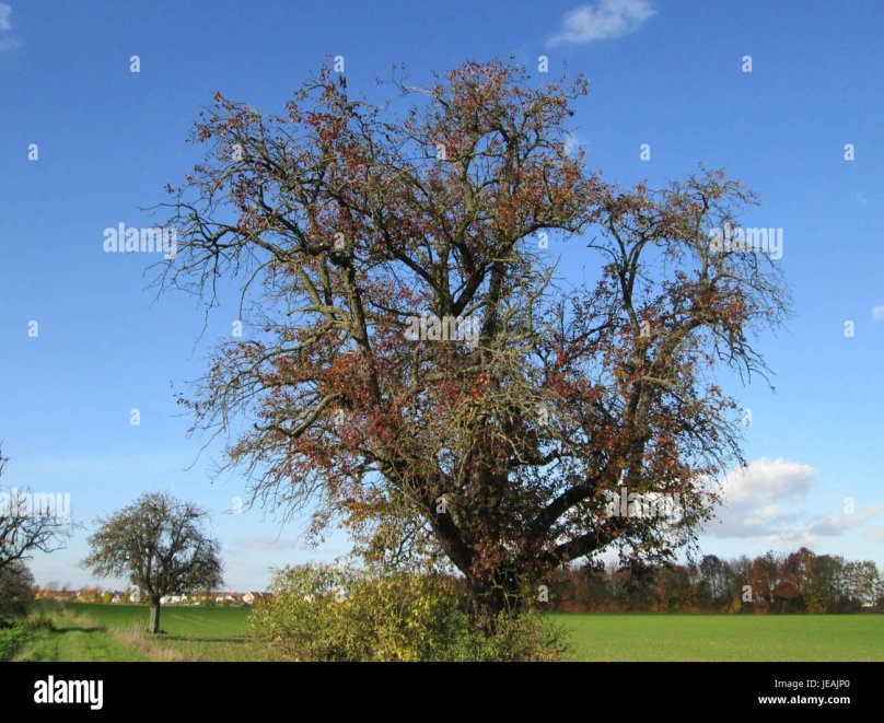 Дикая груша дерево