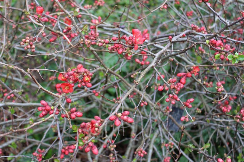 Хеномелес японский бонсай