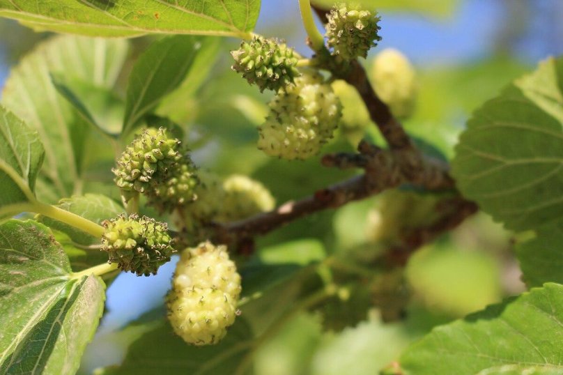 Шелковица белая Morus Alba