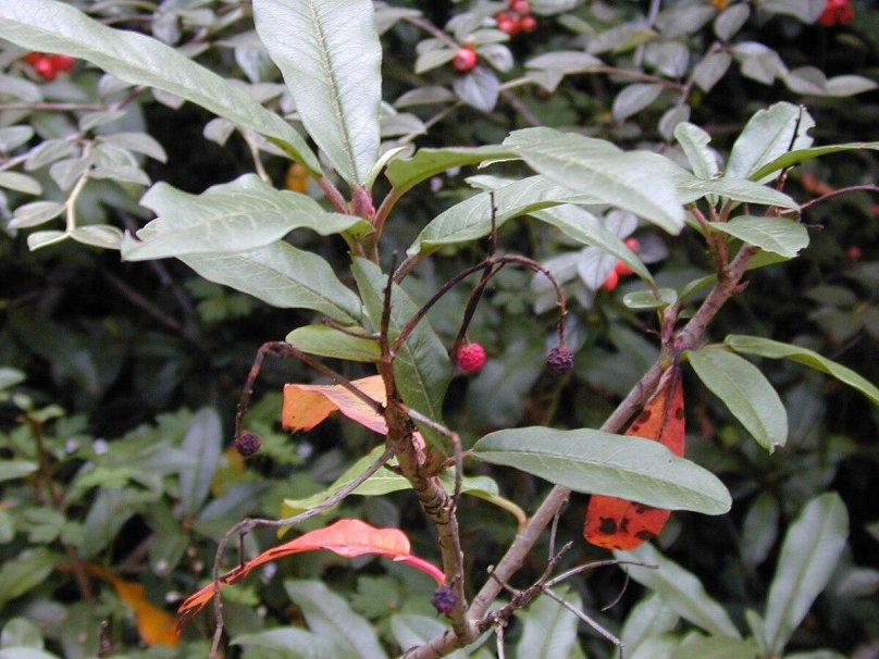 Photinia davidiana