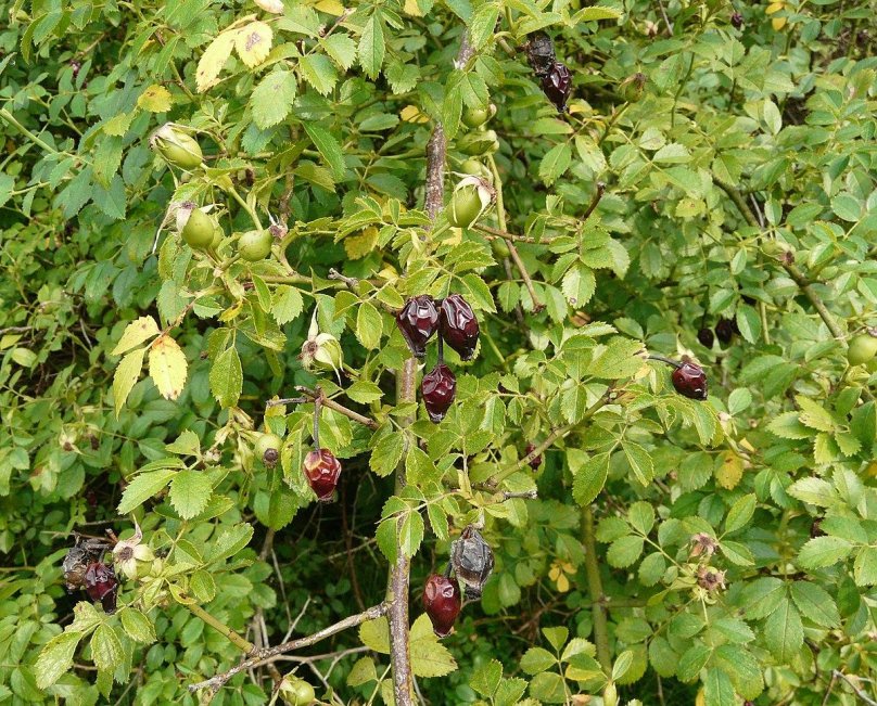 Роза Агрестис