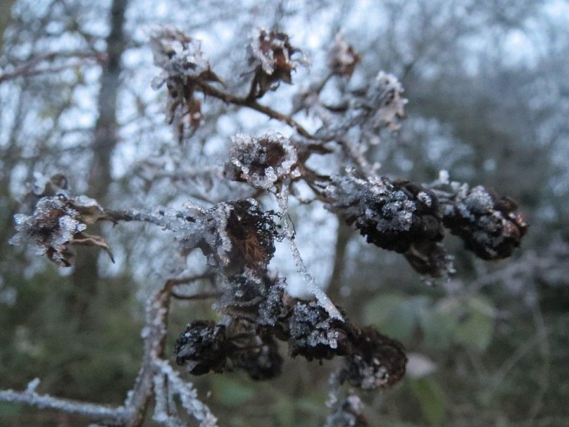Поля лишайников в Куршской косе