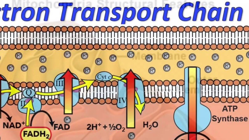 Electron transport Chain