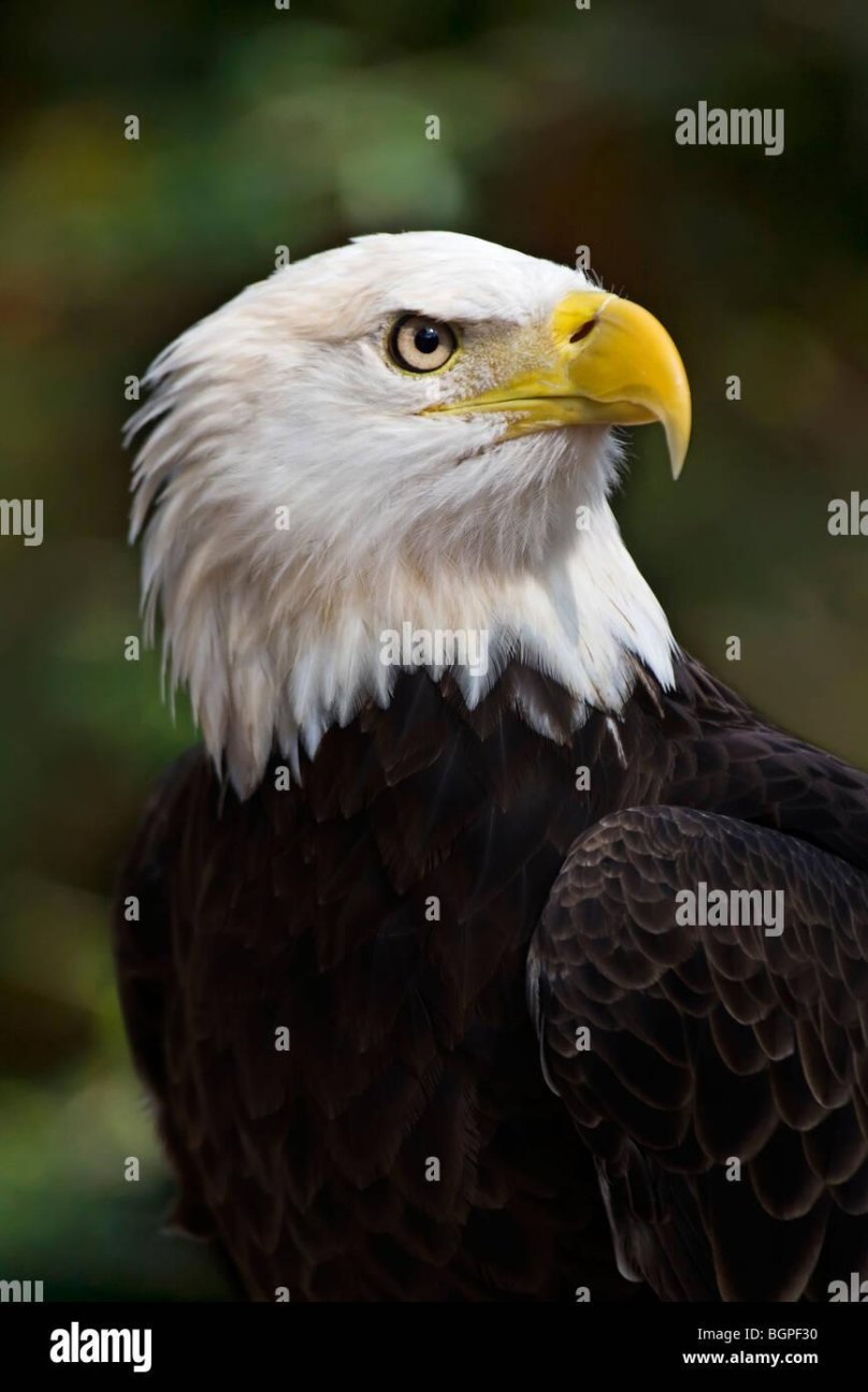 Лысый Орлан