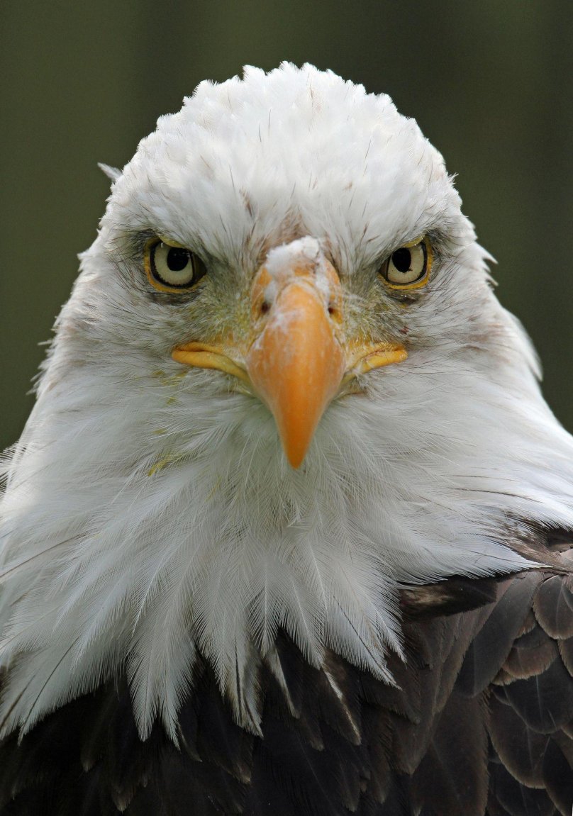 Величественные птицы