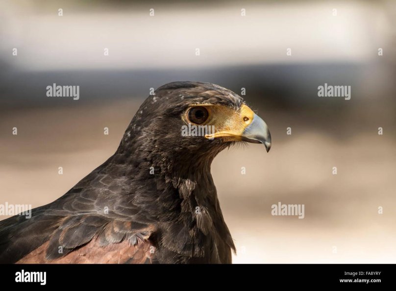 Канюк белоголовый