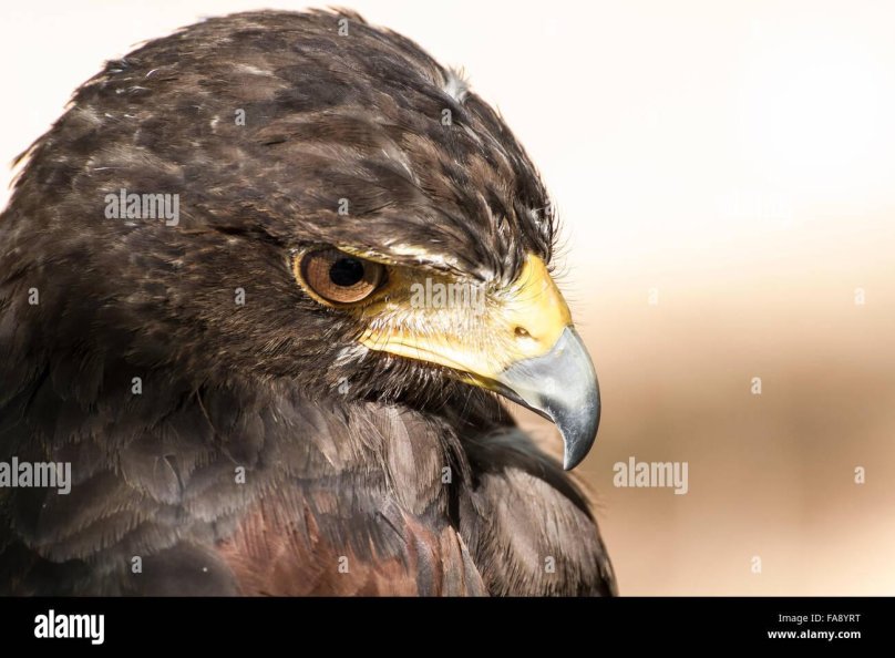 Орел с желтым клювом