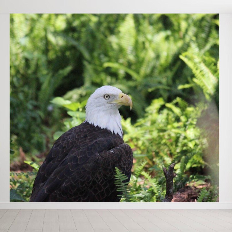 Лысый Орлан