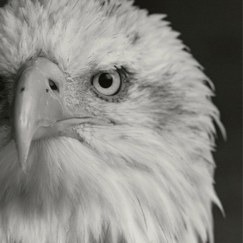 Птица с желтыми глазами