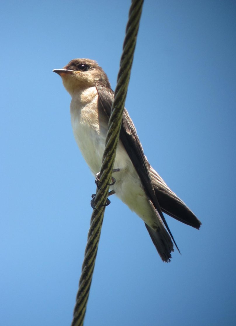 Ласточка городская (Delichon urbica