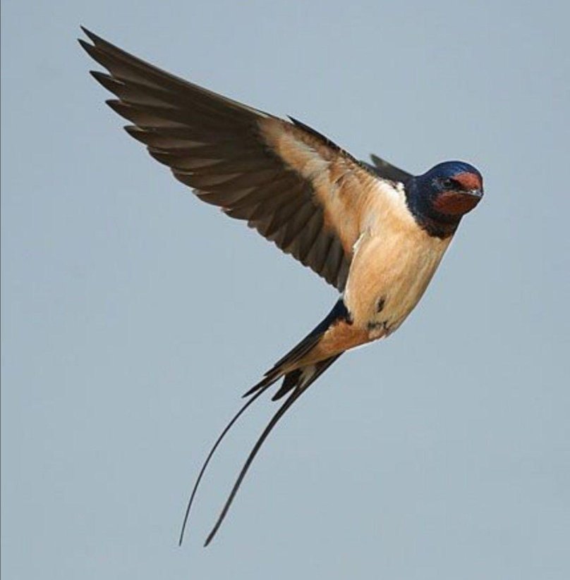 Swallow птица