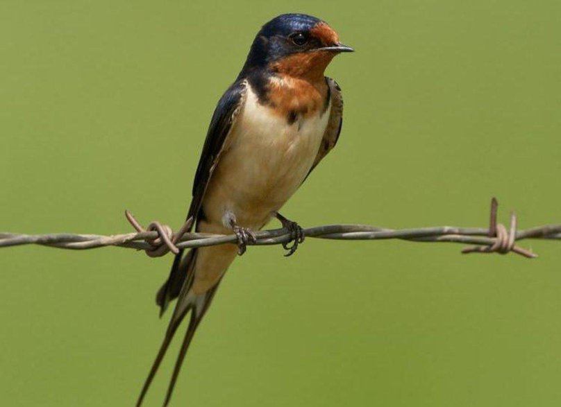 Деревенская Ласточка – Hirundo Rustica
