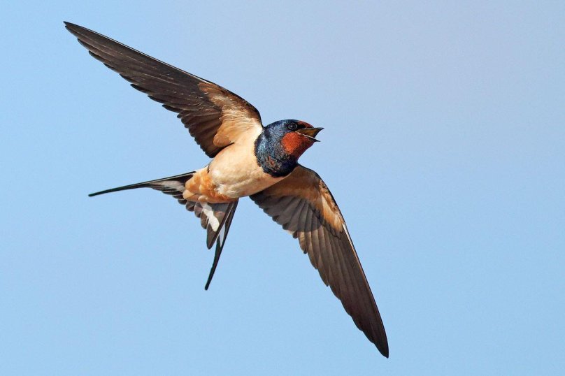 Ласточка Перелетная птица