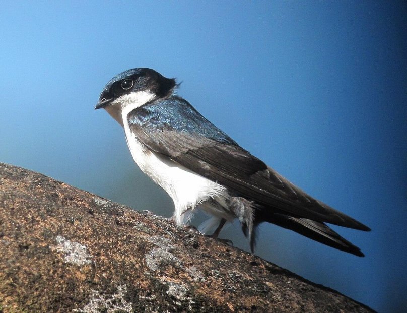 Notiochelidon cyanoleuca