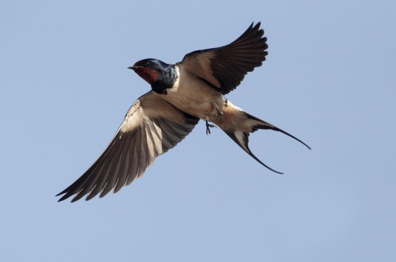 Деревенская Ласточка Касатка