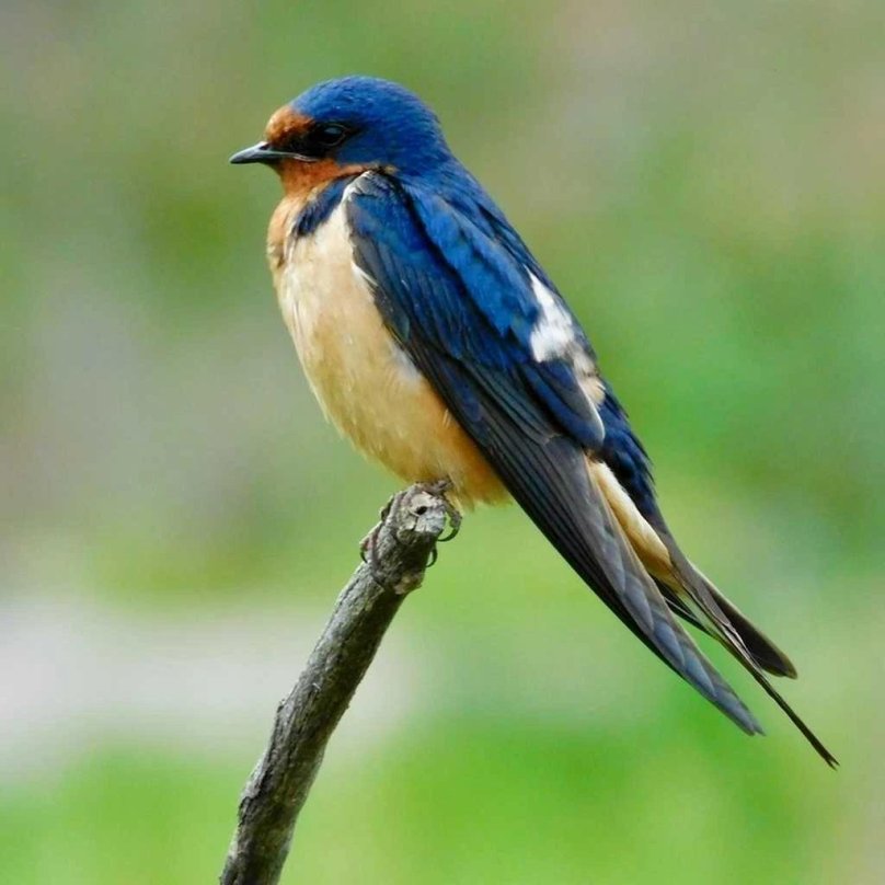 Деревенская Ласточка