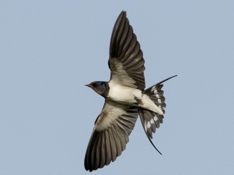 Swallow