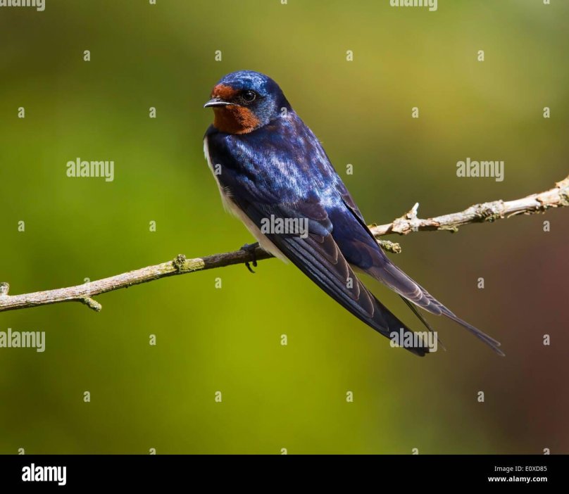 Swallow in nature