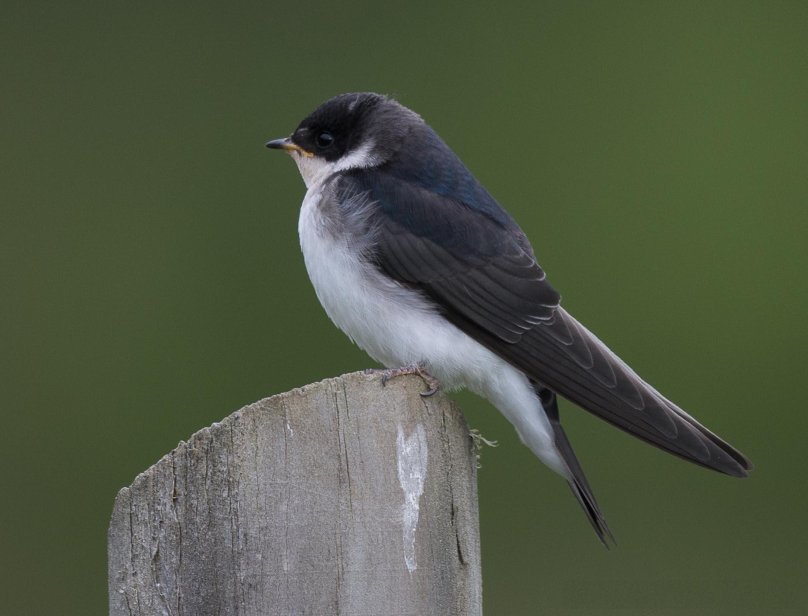 Перу ласточки