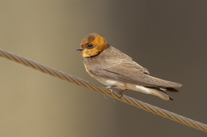 Лисья Ласточка