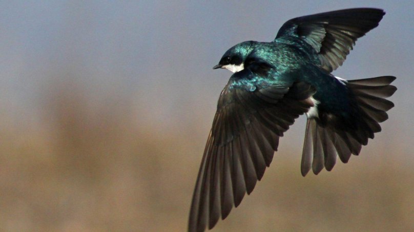 Древесная Ласточка