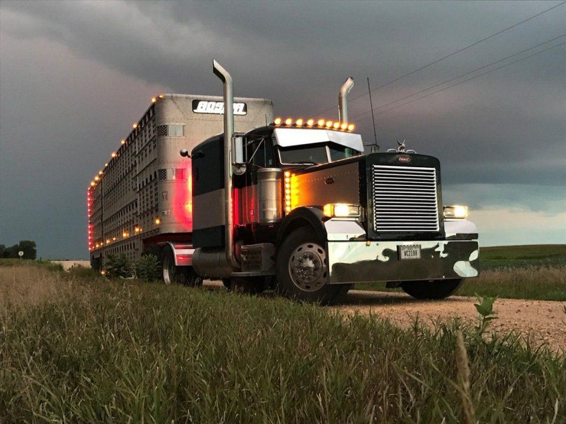 Петербилт 589 2019