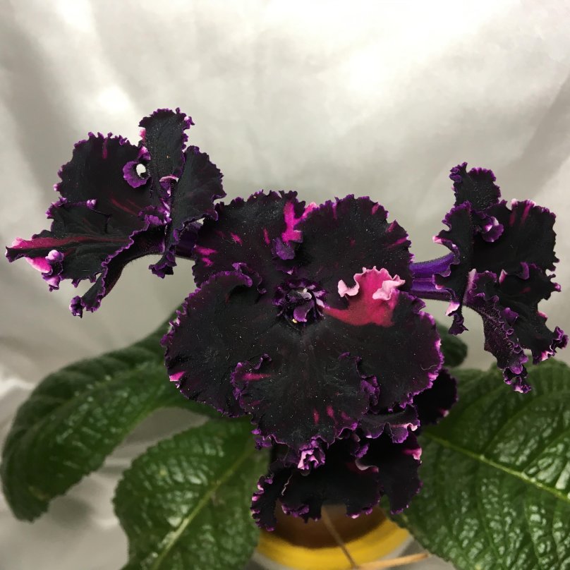 Стрептокарпус Самсара DS