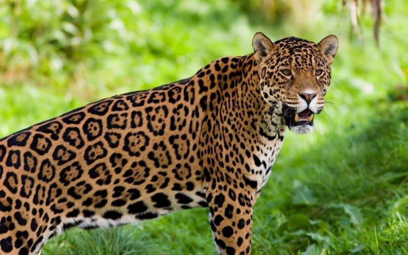 Ягуар Panthera onca
